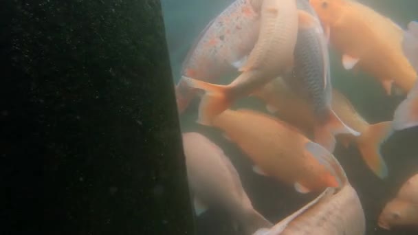 Vidéo Sous Marine Énorme Troupeau Carpes Marines Dans Les Eaux — Video