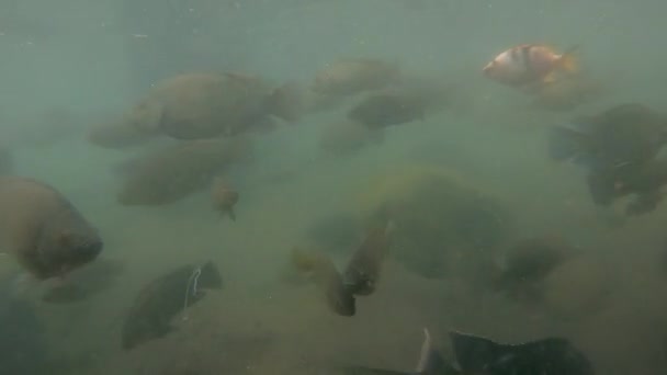 Yeşil Sudaki Sazan Balığı Sürüsünün Sualtı Video Görüntüleri — Stok video