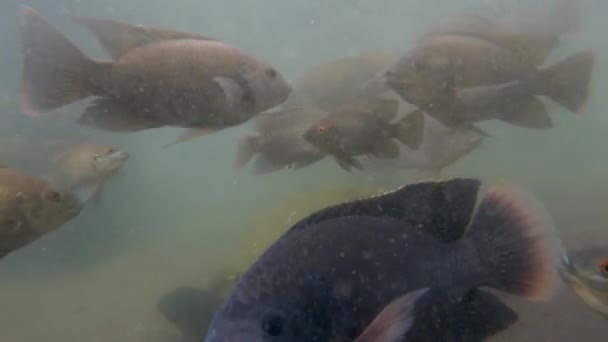 Unterwasser Videoaufnahmen Eines Riesigen Schwarms Von Meeresfischen Grünen Wasser — Stockvideo
