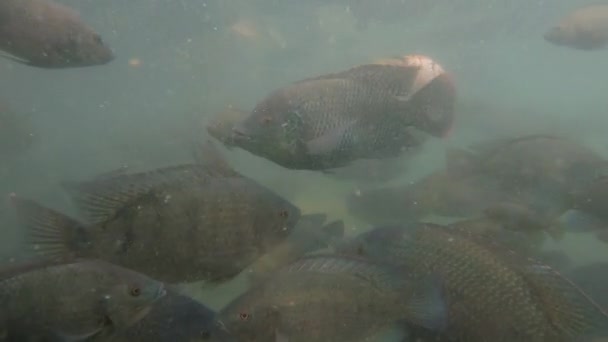 Videofilmer Stor Flock Marin Karpfisk Det Gröna Vattnet — Stockvideo