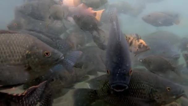 大群海洋的水下录像在绿水中的鲤鱼 — 图库视频影像