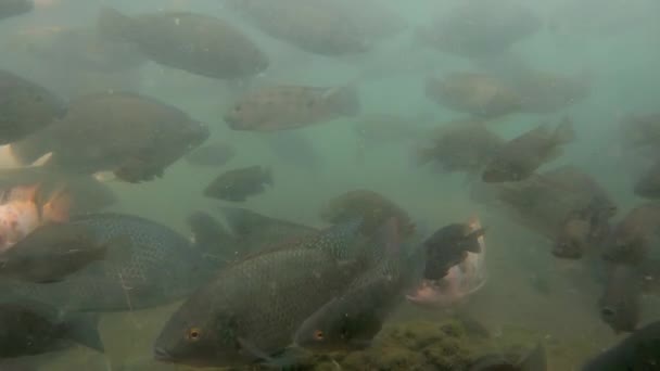 Vidéo Sous Marine Énorme Troupeau Carpes Marines Dans Les Eaux — Video