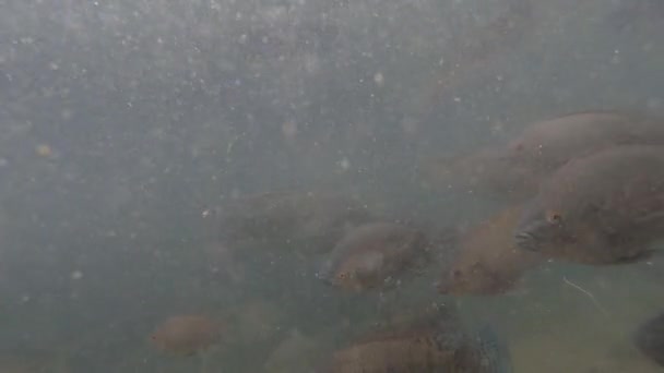 Vidéo Sous Marine Énorme Troupeau Carpes Marines Dans Les Eaux — Video