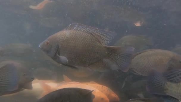 Vidéo Sous Marine Énorme Troupeau Carpes Marines Dans Les Eaux — Video