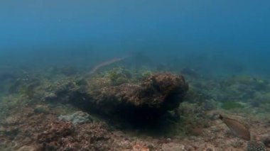 Mavi sulardaki çok renkli mercanlar arasında deniz altı balık sürüsü.