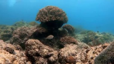 Mavi sulardaki çok renkli mercanlar arasında deniz altı balık sürüsü.