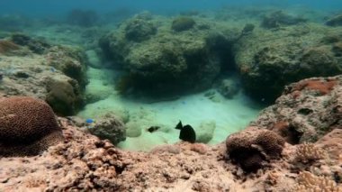 Mavi sulardaki çok renkli mercanlar arasında deniz altı balık sürüsü.