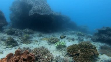 Mavi sulardaki çok renkli mercanlar arasında deniz altı balık sürüsü.