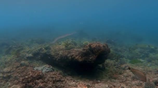 Potret Bawah Air Dari Kawanan Ikan Laut Antara Karang Berwarna — Stok Video