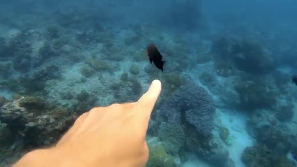 Vedenalainen Laukaus Meren Parven Kalojen Keskuudessa Monivärinen Koralli Sinisessä Vedessä — kuvapankkivideo