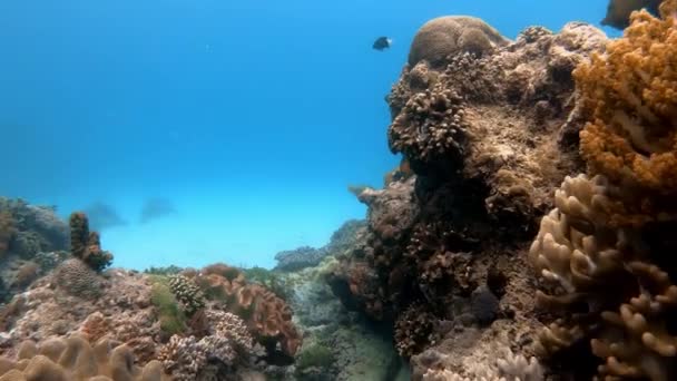 Подводный Кадр Морской Стаи Рыб Среди Разноцветных Кораллов Голубой Воде — стоковое видео