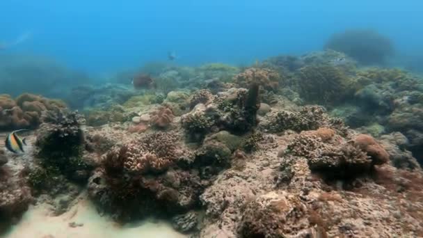 Plan Sous Marin Troupeau Marin Poissons Parmi Les Coraux Multicolores — Video