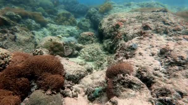 在蓝水中的多色珊瑚中的海鱼群在水下拍摄的照片 — 图库视频影像