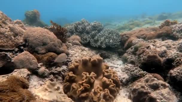 Plan Sous Marin Troupeau Marin Poissons Parmi Les Coraux Multicolores — Video