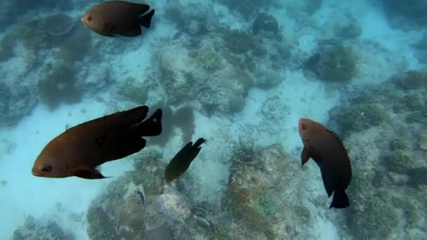 青い水の中で多色のサンゴの間で魚の群れの水中ショット — ストック動画