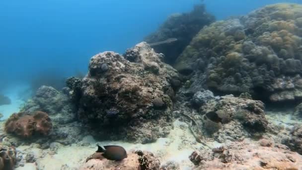 Підводний Знімок Морської Зграї Риб Серед Різнокольорових Коралів Блакитній Воді — стокове відео