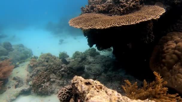 Undervattensskott Marina Flock Fisk Bland Flerfärgad Korall Blått Vatten — Stockvideo