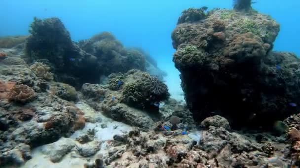 Mavi Sulardaki Çok Renkli Mercanlar Arasında Deniz Altı Balık Sürüsü — Stok video