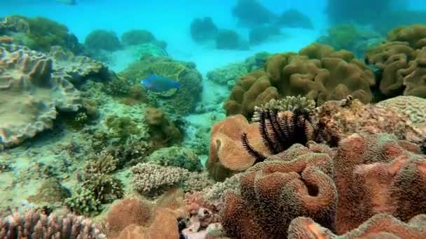 Plan Sous Marin Troupeau Marin Poissons Parmi Les Coraux Multicolores — Video