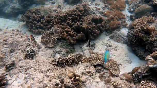 Plan Sous Marin Troupeau Marin Poissons Parmi Les Coraux Multicolores — Video