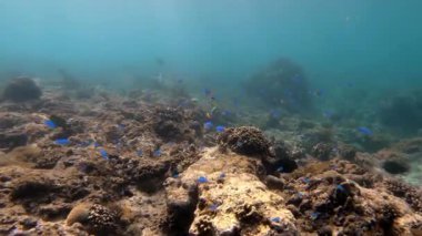 Mavi sulardaki çok renkli mercanlar arasında deniz altı balık sürüsü.