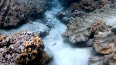 Mavi sulardaki çok renkli mercanlar arasında deniz altı balık sürüsü.