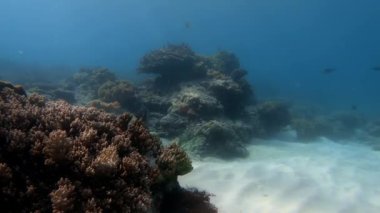 Mavi sulardaki çok renkli mercanlar arasında deniz altı balık sürüsü.