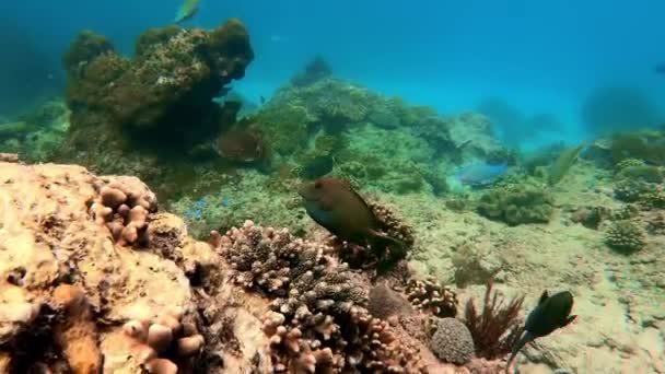 Undervattensskott Marina Flock Fisk Bland Flerfärgad Korall Blått Vatten — Stockvideo