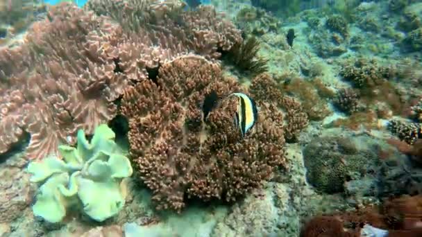 Vedenalainen Laukaus Meren Parven Kalojen Keskuudessa Monivärinen Koralli Sinisessä Vedessä — kuvapankkivideo