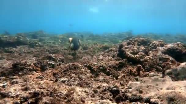 Underwater Shot Marine Flock Fish Multi Colored Coral Blue Water — Stock Video