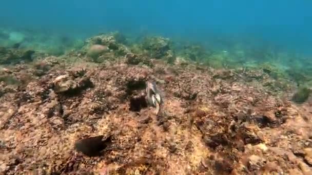 Tiro Subaquático Rebanho Marinho Peixes Entre Multi Colorido Coral Água — Vídeo de Stock