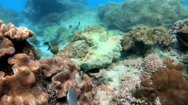 Plan Sous Marin Troupeau Marin Poissons Parmi Les Coraux Multicolores — Video