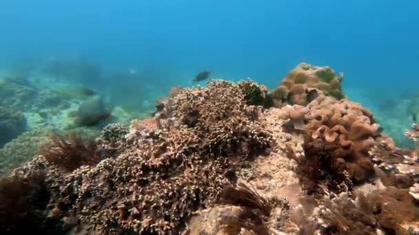 Onderwaterfoto Van Een Kudde Vissen Onder Meerkleurig Koraal Blauw Water — Stockvideo