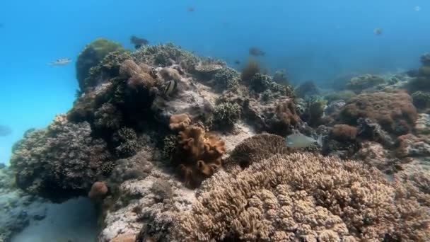 Plan Sous Marin Troupeau Marin Poissons Parmi Les Coraux Multicolores — Video