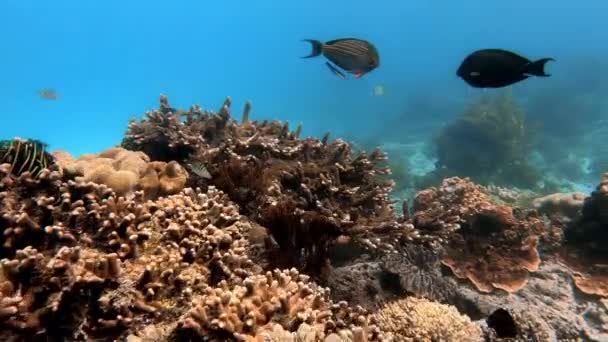 Plan Sous Marin Troupeau Marin Poissons Parmi Les Coraux Multicolores — Video