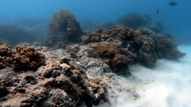 Unterwasseraufnahme Eines Marinen Fischschwarms Zwischen Bunten Korallen Blauem Wasser — Stockvideo