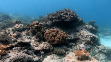 Mavi sulardaki çok renkli mercanlar arasında deniz altı balık sürüsü.