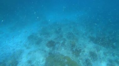 Mavi suların dibindeki renkli karanfiller arasında devasa bir deniz balığı sürüsünün sualtı video görüntüleri.