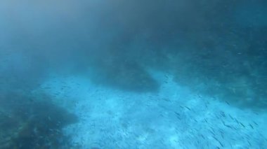Mavi suların dibindeki renkli karanfiller arasında devasa bir deniz balığı sürüsünün sualtı video görüntüleri.