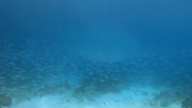 Mavi suların dibindeki renkli karanfiller arasında devasa bir deniz balığı sürüsünün sualtı video görüntüleri.