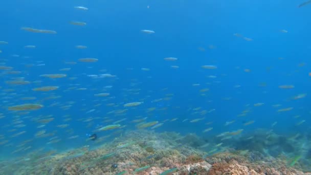 Images Vidéo Sous Marines Énorme Troupeau Poissons Marins Parmi Les — Video