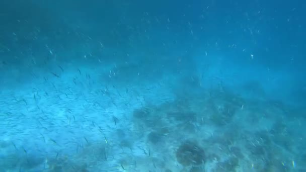 在海底拍摄的一段录像中 一群大群的海鱼在蓝色水底的有色水车中 — 图库视频影像
