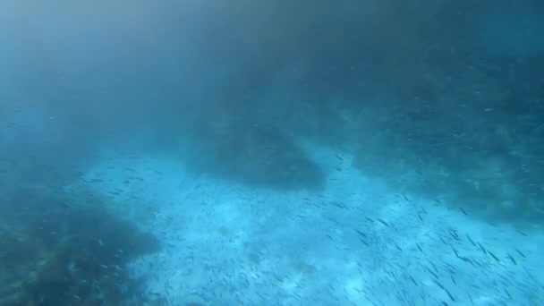 Onderwater Video Beelden Van Een Enorme Kudde Van Zeevissen Tussen — Stockvideo