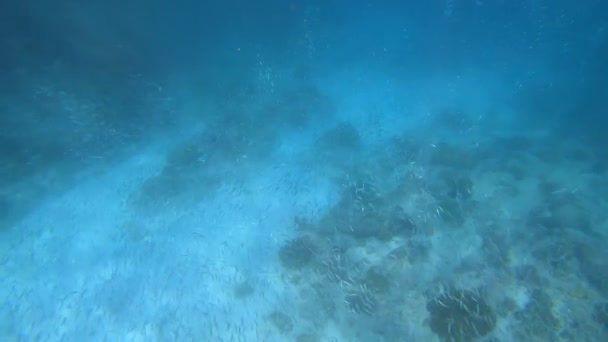 Mavi Suların Dibindeki Renkli Karanfiller Arasında Devasa Bir Deniz Balığı — Stok video