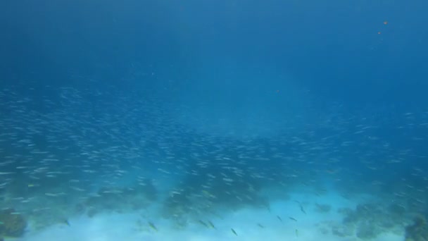 Underwater Video Footage Huge Flock Marine Fish Colored Carals Bottom — Stock Video