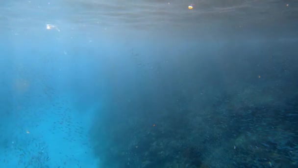 在海底拍摄的一段录像中 一群大群的海鱼在蓝色水底的有色水车中 — 图库视频影像