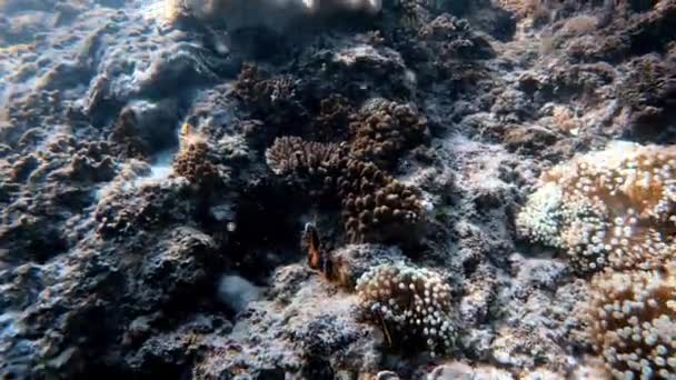 Plan Sous Marin Troupeau Marin Poissons Parmi Les Coraux Multicolores — Video