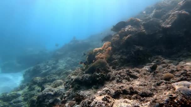 Plan Sous Marin Troupeau Marin Poissons Parmi Les Coraux Multicolores — Video