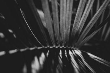 Siyah ve beyaz bir tropikal ağaç yaprağının fotoğrafı. Karanlıkta, yaprak boyunca çizgileri olan yakın plan.