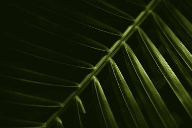 Yeşil bir tropikal yaprağın fotoğrafı. Karanlıkta, yaprak boyunca çizgileri olan yakın plan.